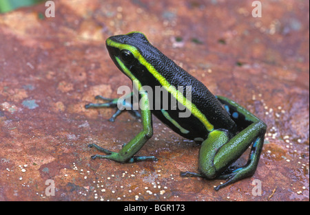 Three-striped Poison Dart Frog (Epipedobates trivittatus), adult, Tambopata Candamo Reserve, Peru Stock Photo