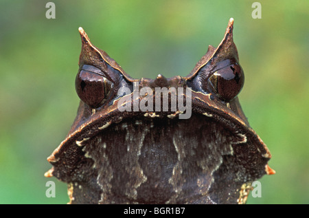 Long-nosed Horned Frog (Megophrys nasuta), adult, Gunung Gading National Park, Sarawak, Borneo, Malaysia Stock Photo
