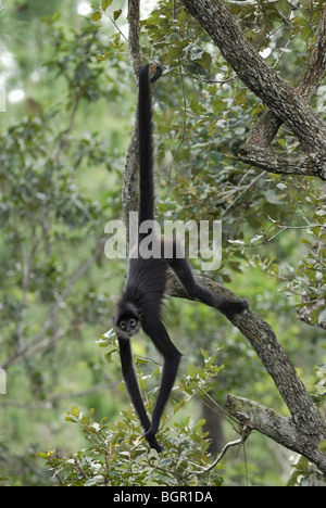 Central American Spider Monkey (Ateles geoffroyi), adult using prehensile tail, Belize. Stock Photo