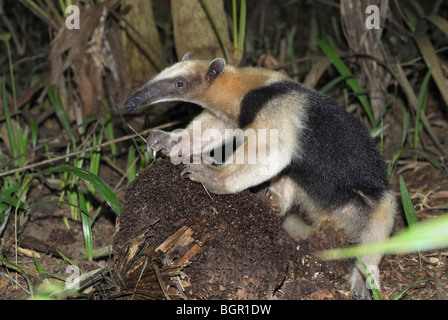 Southern Tamandua or Lesser Anteater (Tamandua tetradactyla), adult eating at a Termite nest, Belize Stock Photo