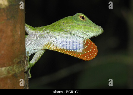 Neotropical Green Anole (Anolis biporcatus) adult, displaying with throat pouch, Braulio Carrillo National Park, Costa Rica Stock Photo