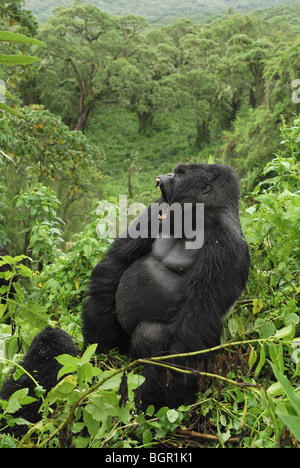 Mountain Gorilla (Gorilla beringei beringei), Silverback with open mouth, Volcanoes National Park, Rwanda Stock Photo