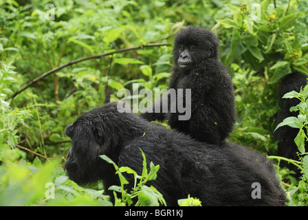 Mountain Gorilla (Gorilla beringei beringei),female with baby riding on back, Volcanoes National Park, Rwanda Stock Photo