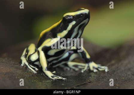 Dyeing Poison Frog (Dendrobates tinctorius), adult, Cauca, Colombia Stock Photo