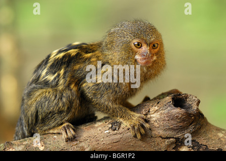 Pygmy Marmoset (Callithrix pygmaea), adult, Amazon Forest, Leticia, Colombia Stock Photo