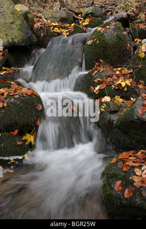 A mountain stream in Central Balkan National Park, autumn, Bulgaria Stock Photo