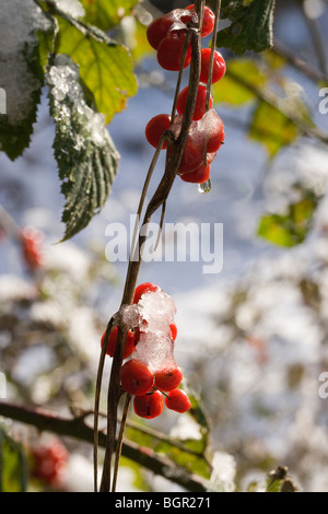 Snow melting on fruits of Woody Nightshade (Solanum dulcamara). Stock Photo