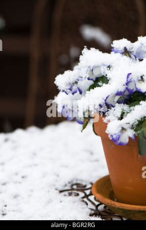 Viola Rocky Purple Swirl in a terracotta pot outdoors in the snow Stock Photo