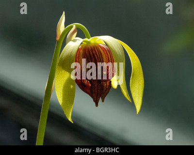 California Pitcher Plant or Cobra Lily, darlingtonia californica Stock Photo