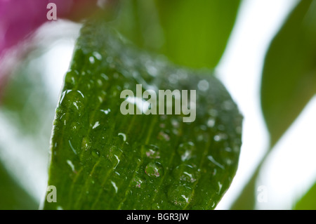 green fresh leaf on dew Stock Photo