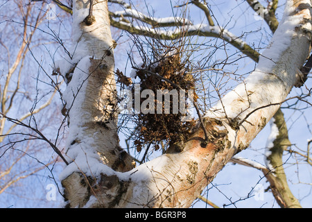 Downy or Hairy Birch (Betula pubescens) galled or parasatized by 'witches-broom', fungus (Taphrina betulina). Stock Photo