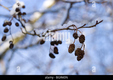 Alder Alnus glutinosa . Female catkins and melting snow. Winter. Stock Photo