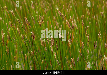 Common Spike-rush, eleocharis palustris Stock Photo