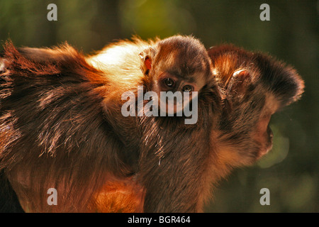 Baby Capuchin monkey on the back of adult with baby looking at camera Stock Photo