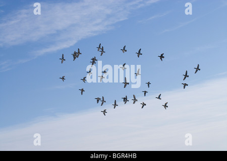 European Green-winged Teal (Anas crecca). 'Spring' of Teal in flight. Stock Photo