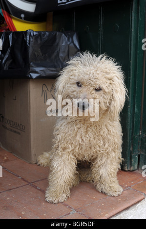 off-white curly haired dog.  Villa De Leyva, Colombia, South America Stock Photo