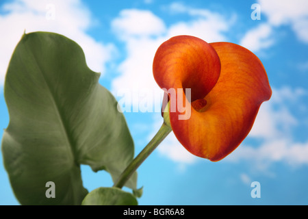 Beautiful orange colored calla lilly with cloudy sky background Stock Photo