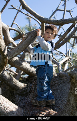 Two Year Old Boy Climbing a Tree, San Diego, California Stock Photo