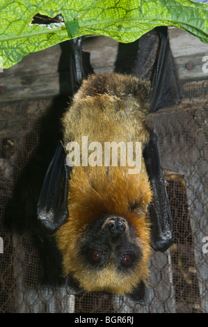 Madagascan Flying Fox,(Pteropus rufus), Madagascar Stock Photo