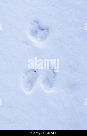 Snow Rabbit Feet Rabbit (Oryctolagus cuniculus). Foot prints in soft melting snow. Hind ...