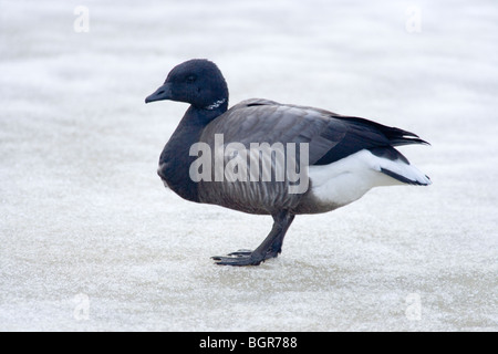 Russian or Dark-bellied Brent Goose (Branta bernicla bernicla). Standing on frozen ground. Stock Photo