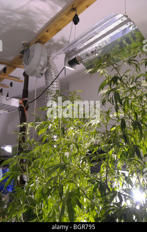 Marijuana being home grown in a house in the UK Stock Photo