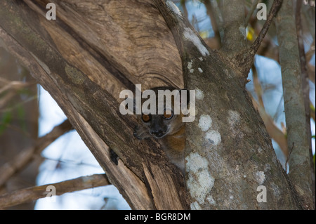 Red-tailed sportive Lemur (Lepilemur ruficaudatus), Madagascar Stock Photo