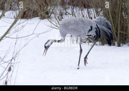 Common, European or Eurasian Crane (Grus grus). Foraging in hard weather conditions. Winter. Norfolk. Stock Photo