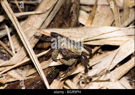 Madagascar Land Crab, Nosy Mangabe, Maroantsetra Stock Photo
