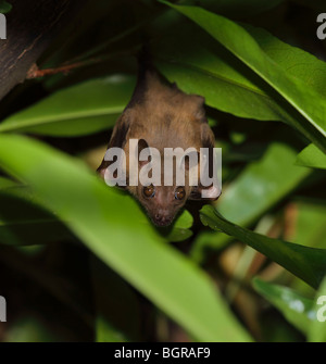 Greater Short-nosed Fruit Bat (Cynopterus sphinx) adult, hanging from