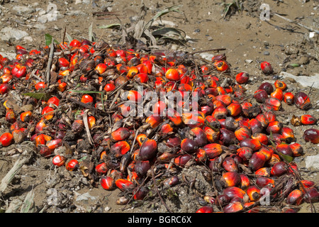 Harvested fruit from an oil palm plantation in Sabah, Malaysian Borneo. Stock Photo