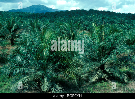 Palm oil plantation in Sierra Leone
