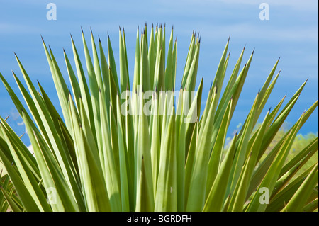 Berenty Reserve, Sisal Agave (Agave sisalana), Madagascar Stock Photo