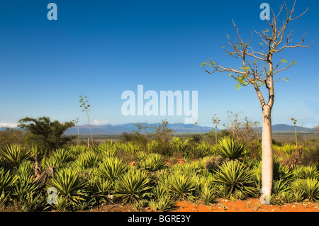 Berenty Nature Reserve, Cactus, Madagascar Stock Photo