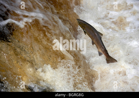 Wild Atlantic Salmon, Salmo salar leaping up a waterfall on the River Ribble, Stainforth, Yorkshire Dales, UK Stock Photo