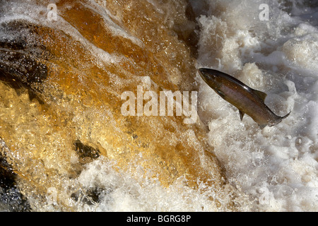 Wild Atlantic Salmon, Salmo salar leaping up a waterfall on the River Ribble, Stainforth, Yorkshire Dales, UK Stock Photo