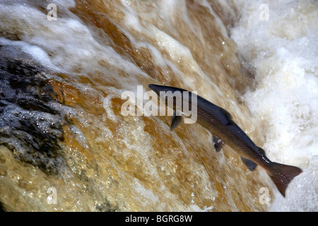 Wild Atlantic Salmon, Salmo salar leaping up a waterfall on the River Ribble, Stainforth, Yorkshire Dales, UK Stock Photo