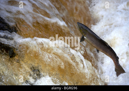 Wild Atlantic Salmon, Salmo salar leaping up a waterfall on the River Ribble, Stainforth, Yorkshire Dales, UK Stock Photo