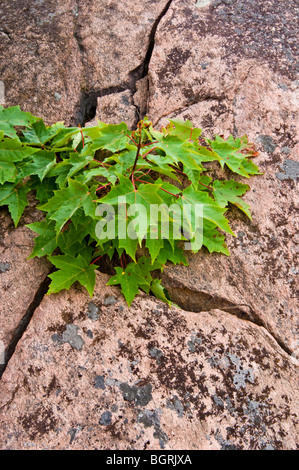 red maple seedlings