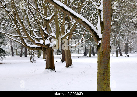 Snowy woodlands in Bushy Park London Stock Photo