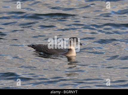 Juvenile Great Northern Diver on reservoir. Common Loon (Gavia immer). French: Plongeon huard German: Eistaucher Spanish: Colimbo grande Stock Photo