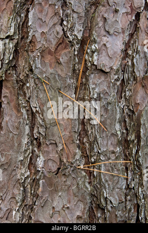 Red pine needles embedded in puddle ice, Greater Sudbury, Ontario ...