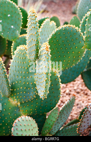 Blind Prickly Pear cactus Stock Photo