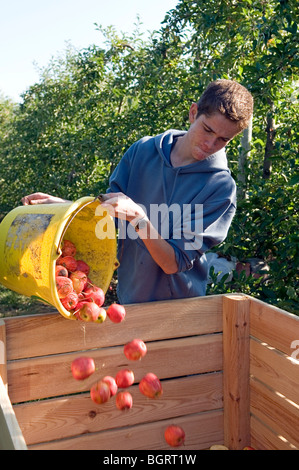 Teenager picking up apples in autumn to make some pocket money Stock Photo