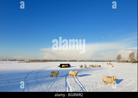 Beautiful winter landscape with sheep in the Netherlands (Spaarnwoude Haarlem ) Stock Photo