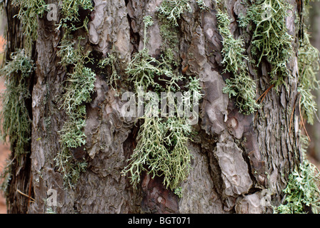 Old pine tree bark. Troodos,Cyprus, Stock Photo