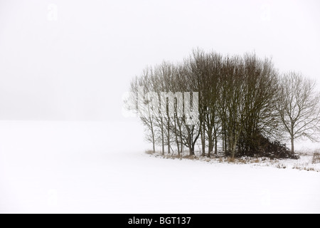 Wiltshire Winter Copse Stock Photo