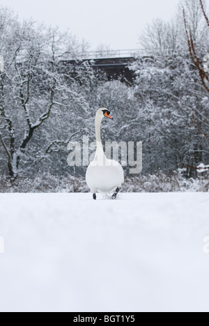 Mute swan (Cygnus olor) in winter, Reddish Vale Country Park, Cheshire, UK Stock Photo