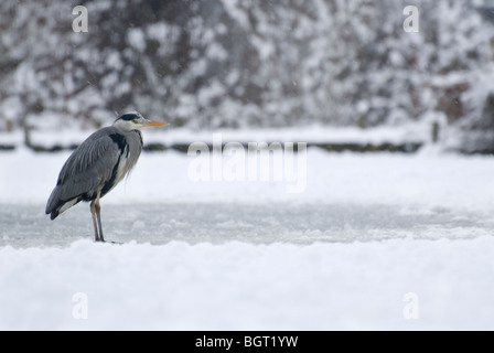 Grey Heron (Ardea cinerea) Reddish Vale Country Park, Cheshire, UK. Stock Photo