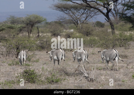Grevys Zebra Samburu Kenya Stock Photo